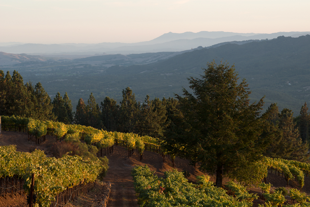 Vineyard in Sonoma Valley